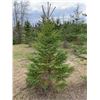 Image 3 : 10 Trees - Balsam Fir and White Spruce 5' to 10' - Assorted