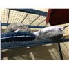 Image 1 : 3 BODY PILLOWS & 2 STANDARD QUEEN PILLOWS