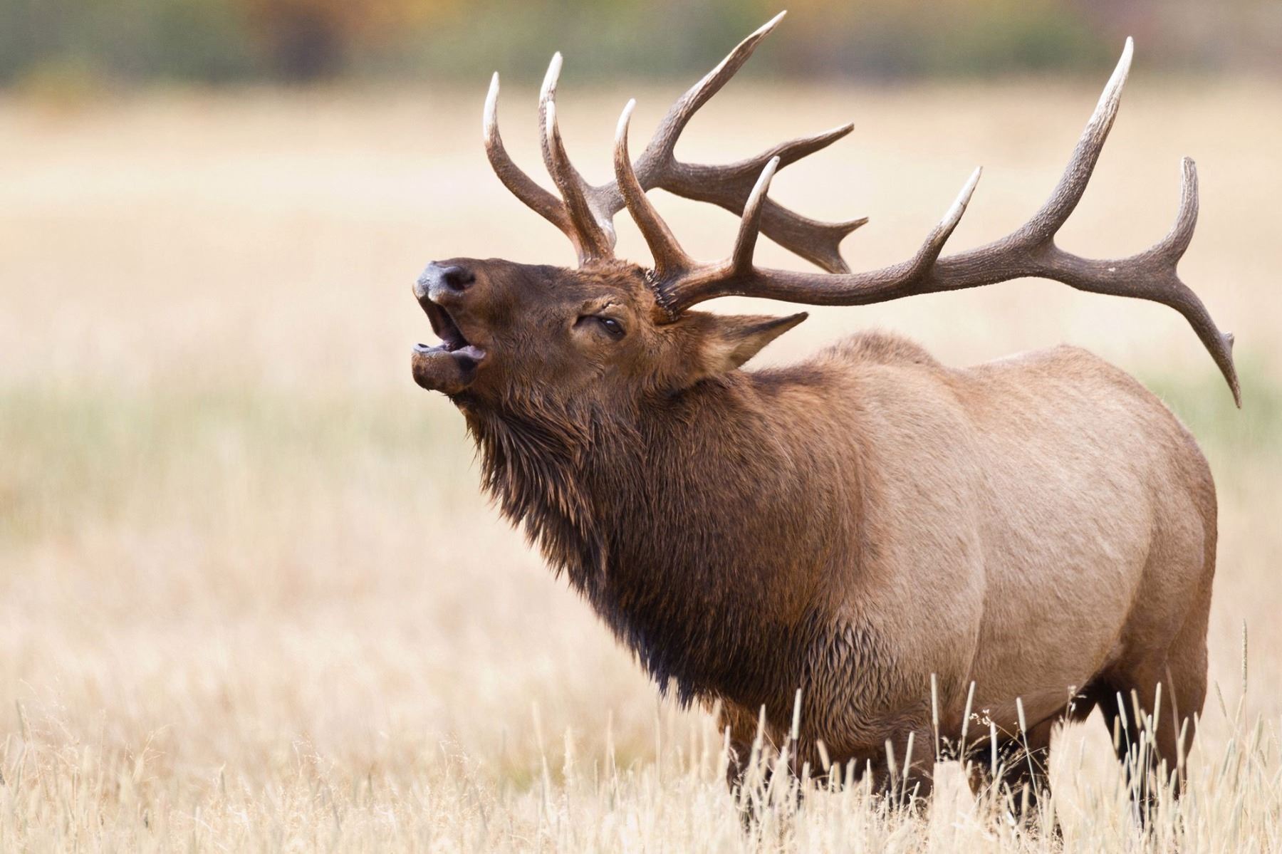 Bull Elk, Book Cliffs, Bitter Creek/South, Any Weapon Utah State