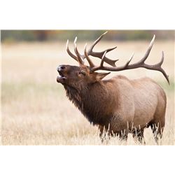 Bull Elk, Book Cliffs, Bitter Creek/South, Any Weapon Utah State Conservation tag # EB3026,#EB3027