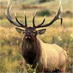Bull Elk, BOOK CLIFFS, Little Creek roadless, Any Weapon Utah State Conservation tag # EB3028