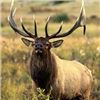 Image 1 : Bull Elk, BOOK CLIFFS, Little Creek roadless, Any Weapon Utah State Conservation tag # EB3028