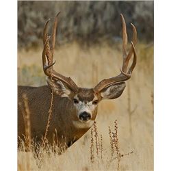 (Management Buck) Buck Mule Deer, Henry Mountains,  Any weapon Utah State Conservation tag # DB1009