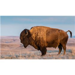 Hunters Choice Bison Henry Mtns, Hunters Choice (archery only); Utah State Conservation tag # BI6509