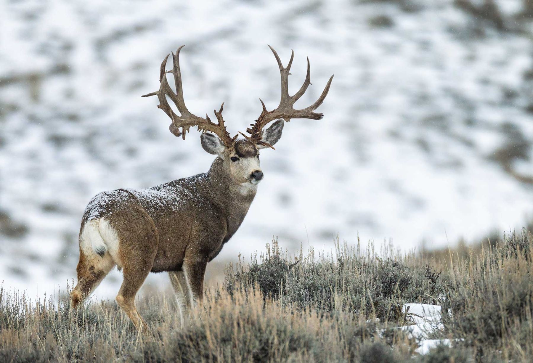 South Slope, Diamond Mtn; Buck Deer 2020; Archery Utah State ...