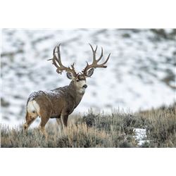 South Slope, Diamond Mtn; Buck Deer 2020; Archery Utah State Conservation tag # DB1015