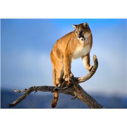 EitherSex Cougar #CG0007; Any open season on the Kamas  - cougar hunt. Utah State Conservation tag;