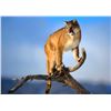 Image 1 : EitherSex Cougar #CG0007; Any open season on the Kamas  - cougar hunt. Utah State Conservation tag;