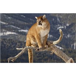 Stansbury, East; Either Sex Cougar CG0011 Utah State Conservation tag - # CG0011