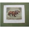 Image 1 : SIGNED:RUDI MULLERS GERMAN "BEAR" HANDCOLORED #917952