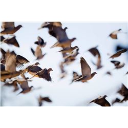 PARANA SUNRISE: 4-Day/5-Night Dove Hunt and Golden Dorado Fishing Adventure for Five Hunters