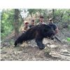 Image 1 : 2021 Utah Statewide Black Bear Conservation Permit Multi-season