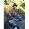 Image 2 : 8-Day 2021 Montana Mule Deer/Elk combo Hunt w/ optional Bear for One (1) hunter