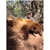 Image 2 : 2021 Utah San Juan Black Bear Conservation Permit - Multi Season