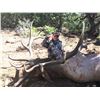 Image 2 : 2021 Utah Beaver East, Bull Elk Conservation Permit - Multi-Season