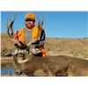 Image 2 : 2021 Utah Book Cliffs Buck Deer Conservation Permit - Hunters Choice