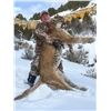 Image 1 : 2021 Utah Statewide Cougar Conservation Permit