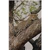 Image 1 : MATTHEW GREEFF: 5-Day Big-Five Photo Safari for Two Guests in South Africa