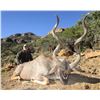 Image 2 : BEST OF WEST: "Mountain Scout" Rifle System and South African Hunt Package