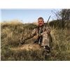 Image 1 : HUNT TRIP SPAIN: 4-Day Roe Deer Hunt for Two Hunters and Two Non-Hunters in NE Spain