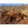 Image 1 : MAJESTIC MOUNTAIN10-Day Brown Bear Hunt for One Hunter in Alaska - Includes Bear up to 10'