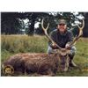Image 1 : HUNTING CONSORTIUM 3-Day Sika Stag or Red Stag Hunt for One Hunter and One Non-Hunter in Ireland