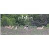 Image 1 : CHAMPION RANCH: 4-Day/3-Night Blackbuck and Turkey Hunt for One Hunter and One Non-Hunter in Texas -