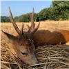 Image 2 : ESPACAZA: 4-Day Red Stag, Mouflon Sheep OR Roe Deer Hunt for Two Hunters in Spain - Includes Trophy