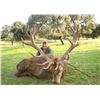 Image 1 : FERNANDO SAIZ: 4-Day Fallow Deer or Iberian Red Deer Hunt for Two Hunters in Spain - Includes Trophy