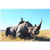 Image 1 : TAM SAFARI: 7-Day DARTED White Rhino Hunt for One Hunter and One Non-Hunter in Eastern Cape, South A