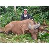 Image 1 : CHELET SAFARIS: 14-Day Dwarf Forest Buffalo Hunt for One Hunter and One Observer in Cameroon - Inclu