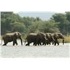 Image 2 : CHIFUTI: 6-Day Luxury Photographic/Fishing Safari Adventure for Four Anglers in Zimbabwe