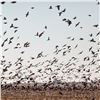 Image 1 : SIERRA BRAVA: 4-Day High-Volume Dove Hunt for Twelve (12) Hunters in Argentina