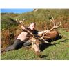 Image 1 : EUROHUNTS: 4-Day Free-Range Iberian Red Stag Hunt for Two Hunters in Spain - Includes Trophy Fees an