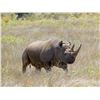 Image 1 : AFRICAN FIELD: 5-Day Black Rhino Vita Dart Hunt for One Hunter and One Non-Hunter in Eastern Cape Pr