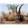 Image 1 : CLUB FAUNE: 7-Day Western African Savannah Buffalo OR Roan Antelope Hunt for One Hunter and One Non-