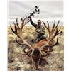 Image 1 : ALGAR SAFARIS: 5-Day Gold Medal Red Stag Hunt for Four Hunters in Argentina - Includes Trophy Fees