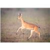 Image 1 : ZAMBEZE DELTA: 7-Day Plains Game Safari for One Hunter and One Non-Hunter in Mozambique - Includes T