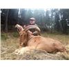 Image 1 : TROPHY TRAILS: 5-Day Big Game Hunt for Two Hunters in Spain - Includes Trophy Fees