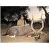 Image 1 : QUAGGA: 7-Day Spiral Horn Safari for Two Hunters and Two Non-Hunters in South Africa - Includes Trop