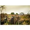 Image 1 : AREGNTINA'S BEST HUNTING: 4-Day/4-Night High-Volume Dove Hunt for Two Hunters in Argentina
