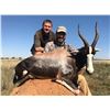 Image 10 : 7-DAY SOUTH AFRICAN HUNT FOR 2 HUNTERS + PHOTO SAFARI