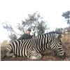 Image 11 : 7-DAY SOUTH AFRICAN HUNT FOR 2 HUNTERS + PHOTO SAFARI