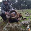 Image 2 : 3-DAY IBERIAN MOUFLON SHEEP HUNT FOR 1 HUNTER AND 1 NON HUNTER IN SPAIN