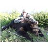 Image 2 : 6 - DAY COLUMBIA BLACK TAIL DEER & COASTAL BLACK BEAR HUNT FOR 1 HUNTER