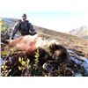 Image 3 : 10-DAY ALASKA RANGE INTERIOR GRIZZLY HUNT FOR 1 HUNTER AND 1 NON-HUNTER HOSTED BY SARA BRANDENBURG