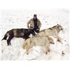 Image 5 : 7 - DAY WINTER PREDATOR HUNT IN ALASKA FOR 1 HUNTER