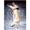 Image 9 : 7 - DAY WINTER PREDATOR HUNT IN ALASKA FOR 1 HUNTER