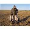Image 4 : 3 - DAY GOOSE & DUCK HUNT IN ALBERTA CANADA FOR 1 HUNTER