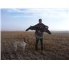 Image 5 : 3 - DAY GOOSE & DUCK HUNT IN ALBERTA CANADA FOR 1 HUNTER